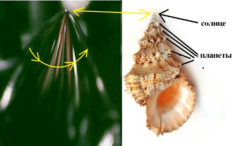 4,5 Солнечная система подобна морской РАковине 85860e