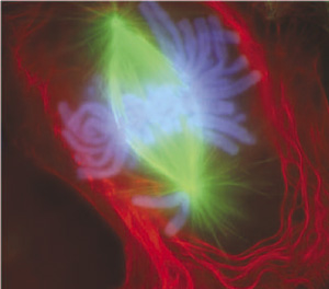mitosis fluorescent